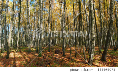 Dry colofuul leaves fall on ground. Colorful fallen autumn leaves. Pan. 115565973