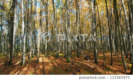 Colorful autumn leaves with forest background. Autumn yellow forest. Wide shot. 115565975