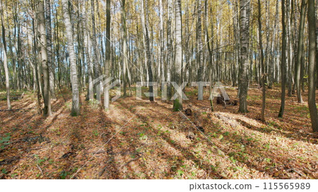 Beautiful nature color from orange to red. Leafy cover in warm autumn shades lying on wooded ground. Timelapse. Beautiful nature color from orange to red. Leafy cover in warm autumn shades lying on wooded ground. Timelapse. 115565989