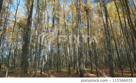 Sunlight in a orange autumn forest. Trees in autumn forest. Autumn landscape. Timelapse. Sunlight in a orange autumn forest. Trees in autumn forest. Autumn landscape. Timelapse. 115566035