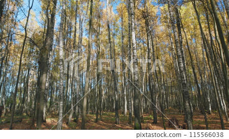 Autumn forest in sunny day. Scenery of nature with sunlight. Beautiful nature autumn landscape. Timelapse. Autumn forest in sunny day. Scenery of nature with sunlight. Beautiful nature autumn landscape. Timelapse. 115566038
