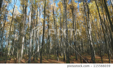Autumn background. Morning in colorful forest on blue sky background. Timelapse. Autumn background. Morning in colorful forest on blue sky background. Timelapse. 115566039
