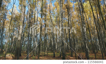 Autumn forest nature. Bright golden beech leaves against the blue sky on a sunny autumn day. Timelapse. Autumn forest nature. Bright golden beech leaves against the blue sky on a sunny autumn day. Timelapse. 115566041