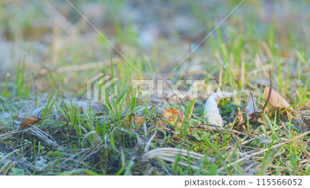 Morning frost glistens on blades of grass. Abstract fall or winter natural background. Rack focus. Morning frost glistens on blades of grass. Abstract fall or winter natural background. Rack focus. 115566052