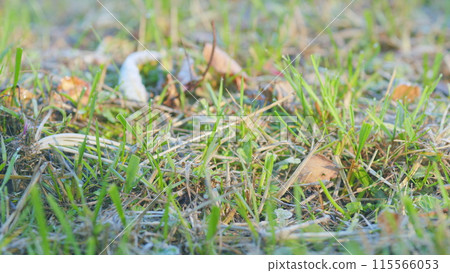 Grass in the frost. Frosty grass in autumn morning. Lawn in a frosty morning. Shallow depth of field. Grass in the frost. Frosty grass in autumn morning. Lawn in a frosty morning. Shallow depth of field. 115566053