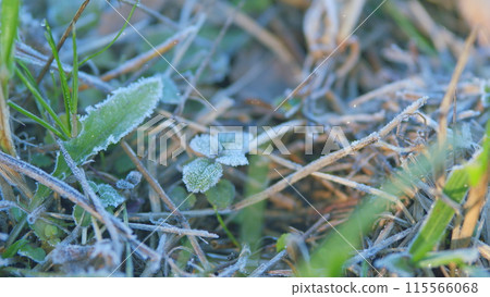 Frozen green grass. Lawn in a frosty morning. Grass background in pastel colors. Rack focus. 115566068