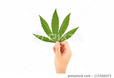 Human hand holding a cannabis or marijuana leaf on white Human hand holding a cannabis or marijuana leaf on white 115566073