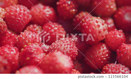 Useful wild berries. Forest tasty berry harvest. Summer strawberry harvest. Close up. Pan. Useful wild berries. Forest tasty berry harvest. Summer strawberry harvest. Close up. Pan. 115566104