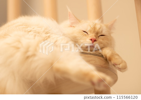 打zing貓 打zing貓 115566120