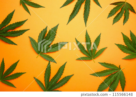 Cannabis leaves, marijuana leaves on orange background Cannabis leaves, marijuana leaves on orange background 115566148