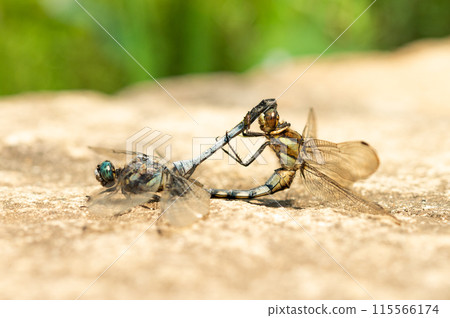 幾隻正在交配的蜻蜓 115566174