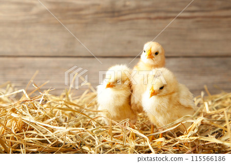 Three chicks in a straw on grey background 115566186
