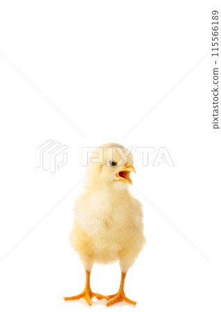 Little yellow chicken with open mouth isolated on the white background Little yellow chicken with open mouth isolated on the white background 115566189