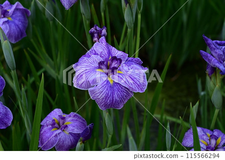 Iris flowers are blooming Iris flowers are blooming 115566294