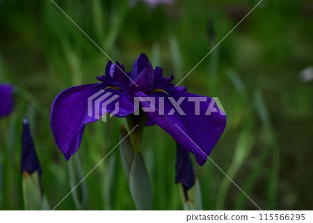 Iris that gets wet in the rain Iris that gets wet in the rain 115566295