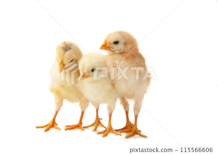 Three little chicks in front of white background. Three little chicks in front of white background. 115566606