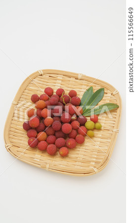 竹林的果實 115566649