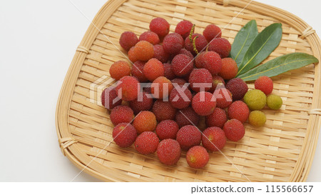 竹林的果實 115566657