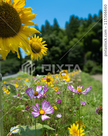 向日葵和宇宙的合作 向日葵和宇宙的合作 115566660