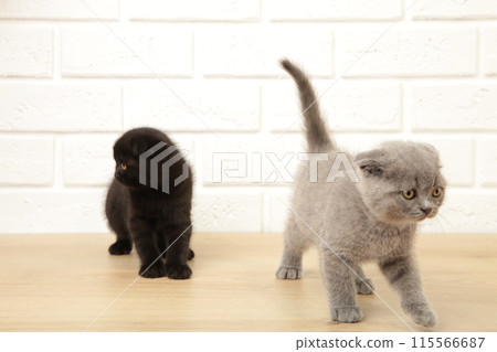 Black and grey british kittens on light background 115566687