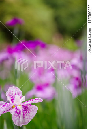 Pretty blooming irises Pretty blooming irises 115566955