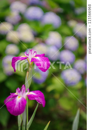 Pretty blooming irises Pretty blooming irises 115566968