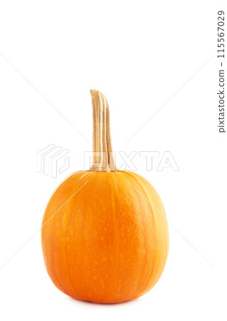 Fresh orange pumpkin isolated on white background 115567029