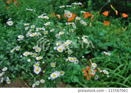 Wild chamomile with numerous flowers. White chamomile with many thin petals. 115567061