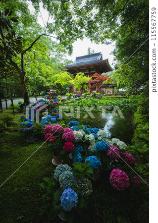 Hydrangeas at Muroji Temple, Nara Prefecture 115567759