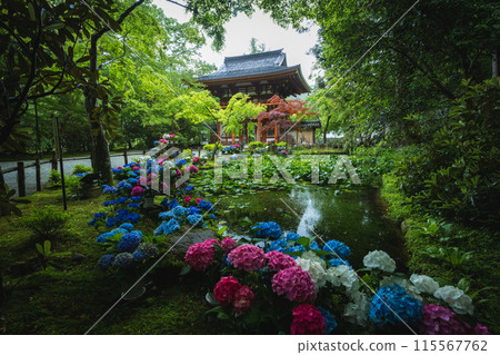 Hydrangeas at Muroji Temple, Nara Prefecture 115567762