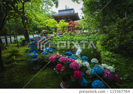 奈良縣室生寺的繡球花 115567764