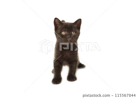 Black british shorthair kitten isolated on white background. Top view 115567844