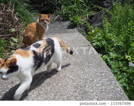 Brown and white cat seeing off calico cat Brown and white cat seeing off calico cat 115567896