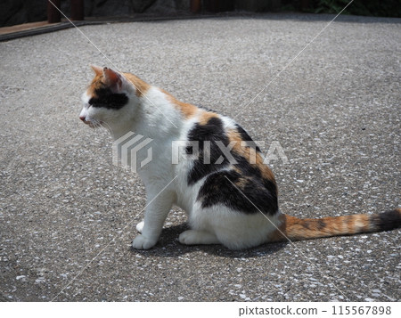 A stray cat relaxing A stray cat relaxing 115567898