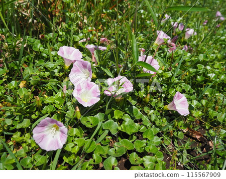 Cute sea bream flowers Cute sea bream flowers 115567909