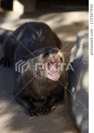 Asian small-clawed otter lying down with its mouth wide open 115567950