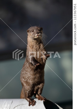 小爪水獺站起來擺姿勢 115567951