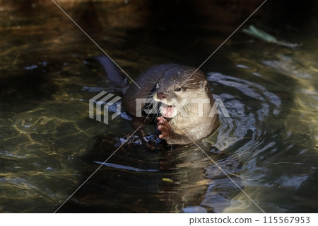 小爪水獺在水中哭泣 115567953