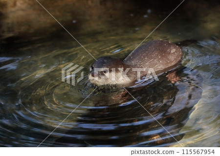 小爪水獺進入水中 115567954
