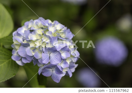 Blue hydrangea 115567962