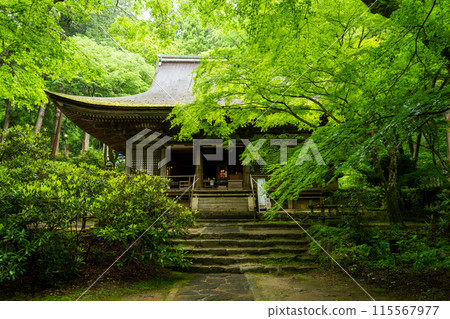 奈良縣，新綠的室寺本殿 115567977