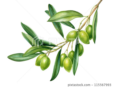 Green Olive branch with olives isolated. Olive twig Watercolor. Hand drawn Illustration for greeting card printing  115567993
