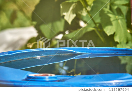 A barrel filled with water on a blurred background of a grape bush. 115567994