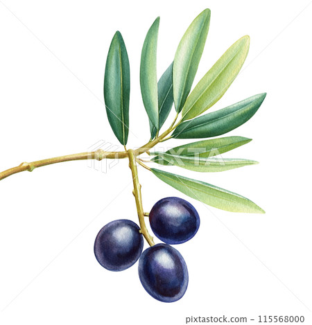 Olive black berry, branch, green leaves, watercolor drawing plant illustration. Food, isolated botanical design elements Olive black berry, branch, green leaves, watercolor drawing plant illustration. Food, isolated botanical design elements 115568000