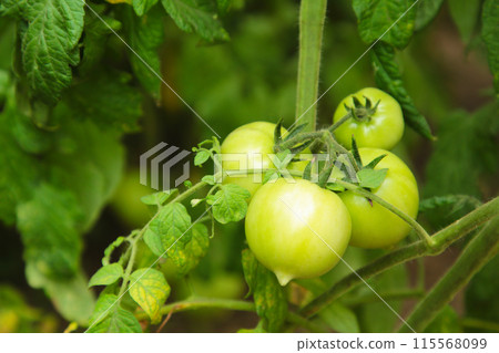 Green tomatoes growing on the branches. It is cultivated in the garden. 115568099