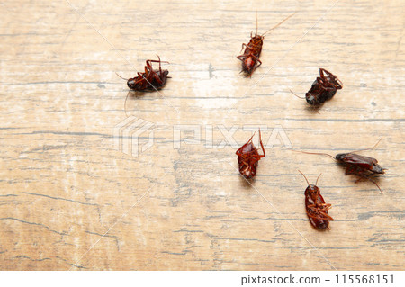 Dead cockroaches on floor. Concept the problem in the house because of cockroaches living in the kitchen and pest control, using poisonous spray to kill cockroach at home. 115568151