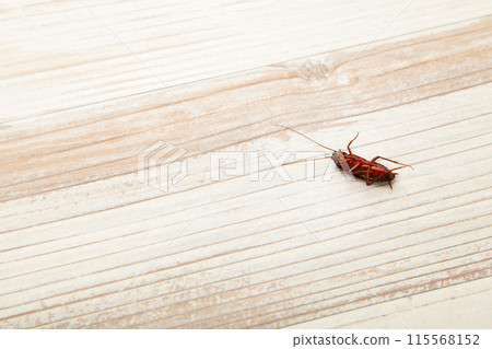 Dead cockroach on floor. Concept the problem in the house because of cockroaches living in the kitchen and pest control, using poisonous spray to kill cockroach at home. 115568152