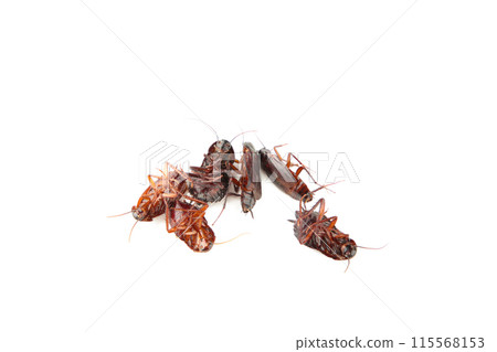 Many cockroaches isolated on the white background. 115568153