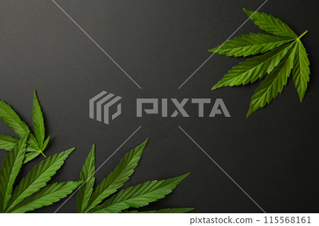 Cannabis leaves, marijuana leaves on black background with copy space Cannabis leaves, marijuana leaves on black background with copy space 115568161