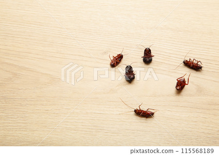 Dead cockroaches on floor. Concept the problem in the house because of cockroaches living in the kitchen and pest control, using poisonous spray to kill cockroach at home. Dead cockroaches on floor. Concept the problem in the house because of cockroaches living in the kitchen and pest control, using poisonous spray to kill cockroach at home. 115568189